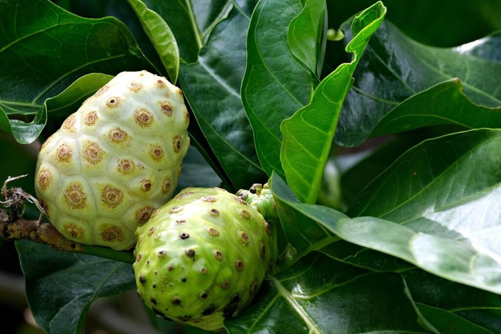 morinda citrifolia, noni, fruit, medicine, plant, nature, morinda citrifolia, noni, noni, noni, noni, noni