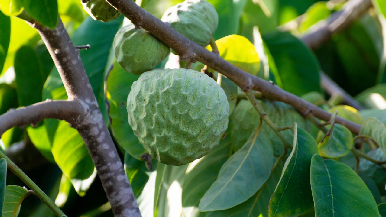 Best custard apple recipes.